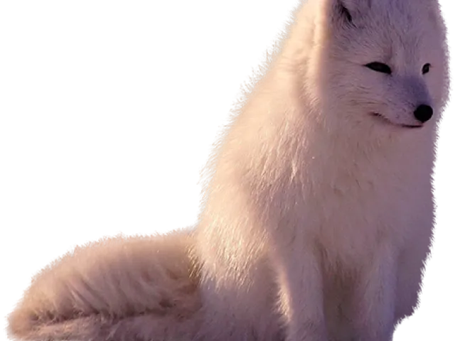 Arctic fox playing in snow, joyful expression, fun moment png